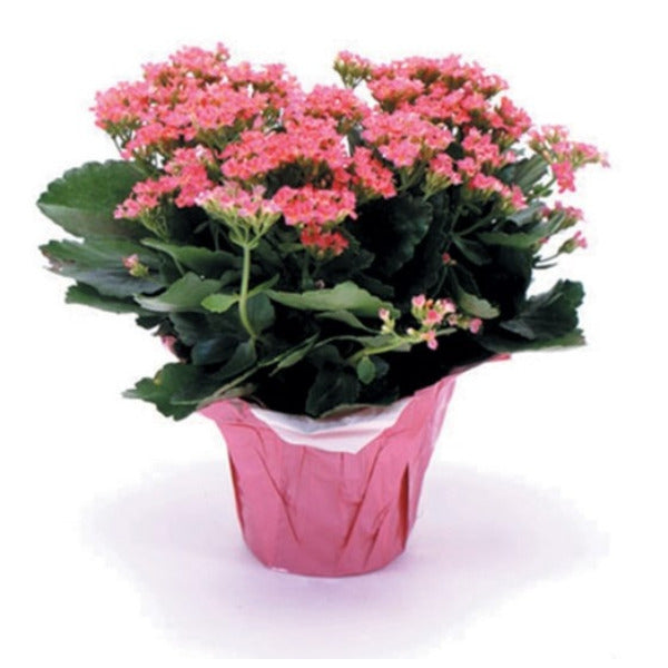 Florist Distributing, Inc. Kalanchoe Plant