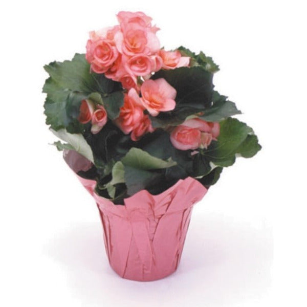 4.5" Begonia