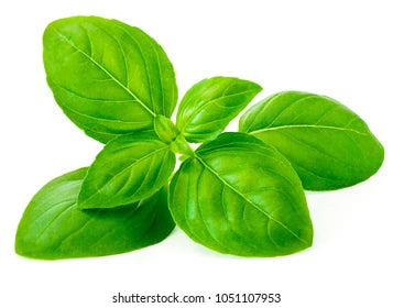 Basil