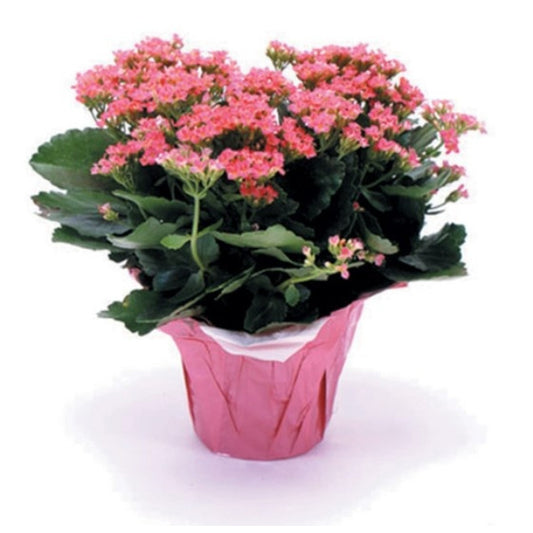 Kalanchoe Plant