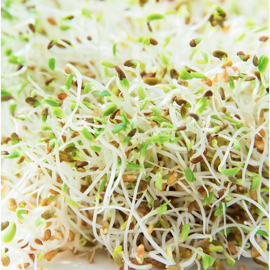 Local Crunchy Salad Sprouts