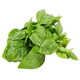 Urbanize Fresh Sweet Basil