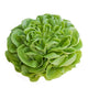 Butterhead (Boston, Butter, Bibb) Lettuce