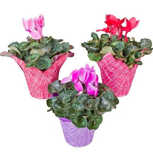 Len Busch Roses 4.5" Cyclamen Plant