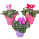 Len Busch Roses 4.5" Cyclamen Plant