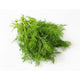 Urbanize Farm Dill