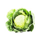 Organic Cabbage