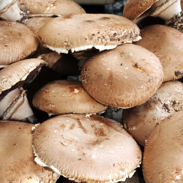 Portabello Mushroom