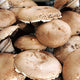 Portabello Mushroom